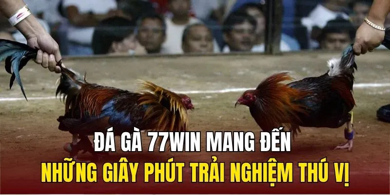 Đá gà 77WIN mang đến cho sư kê những giây phút trải nghiệm thú vị