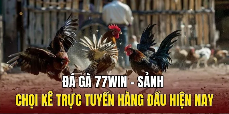 Sảnh đá gà trực tuyến số 1